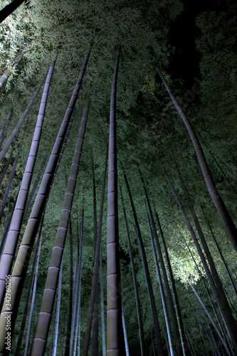 The night of quiet bamboo forest