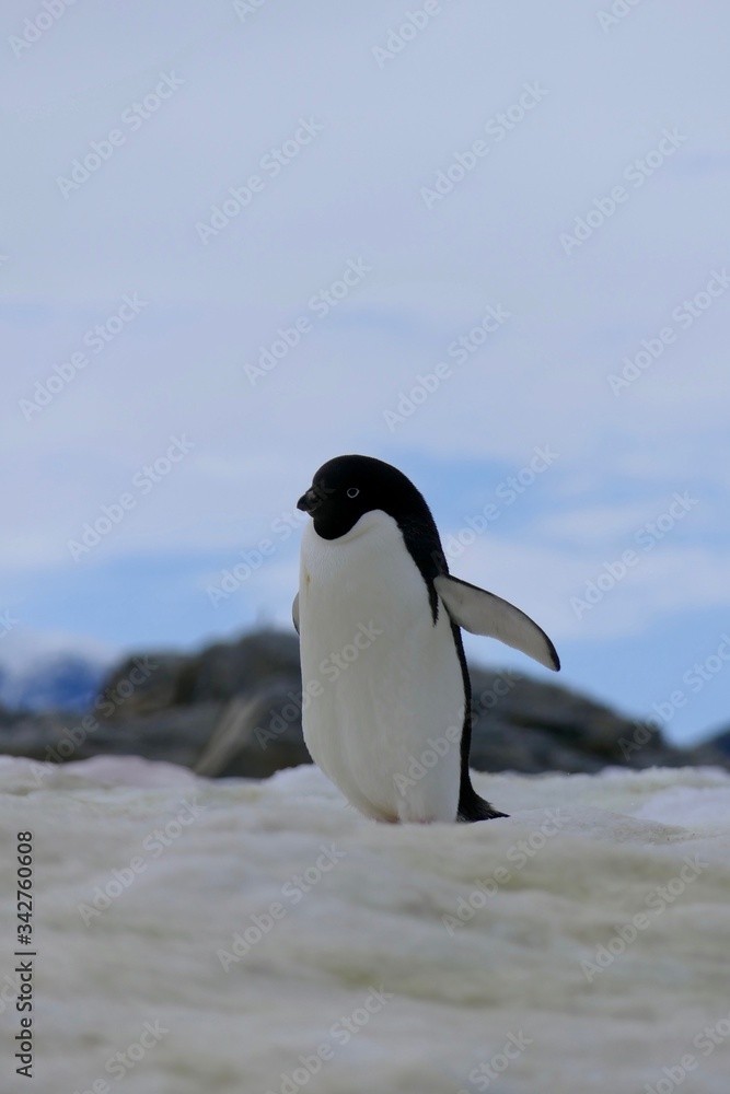 Fototapeta premium Adelie penguin in Antarctica walking on snow with mountain in background, closeup, at Stonington Islands