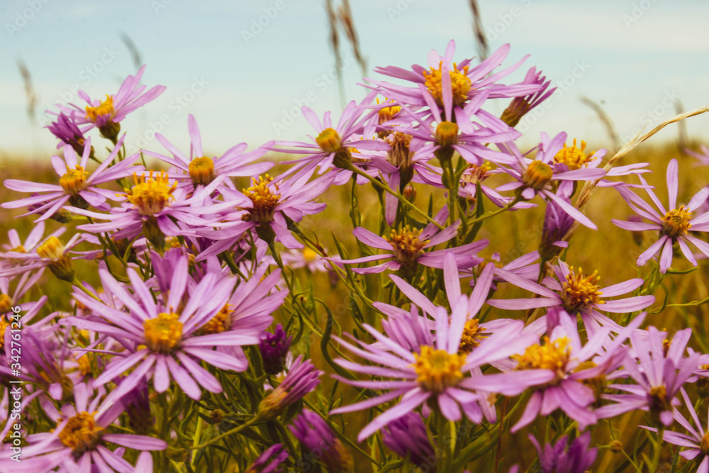 beautiful wild chrysanthemums in the summer meadow beautiful wild chrysanthemums in the summer meadow