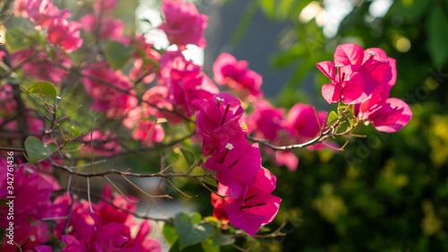 Wallpaper Mural Beautiful pink petals Bougianvillea flower plant with pretty white pollen blooming on  blurred backgrounds Torontodigital.ca
