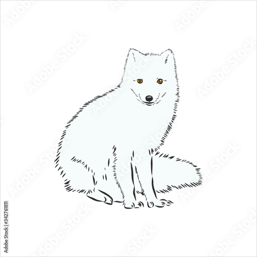 Vector Illustrated Portrait of Arctic fox. Cute white fluffy face of Polar Fox on blue background. Arctic Fox, wild white Fox, vector illustration