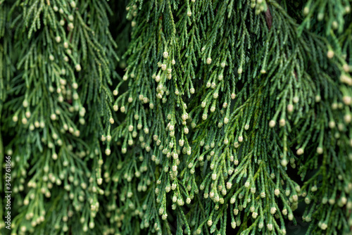 Tree branches of Chamaecyparis nootkatensis closeup