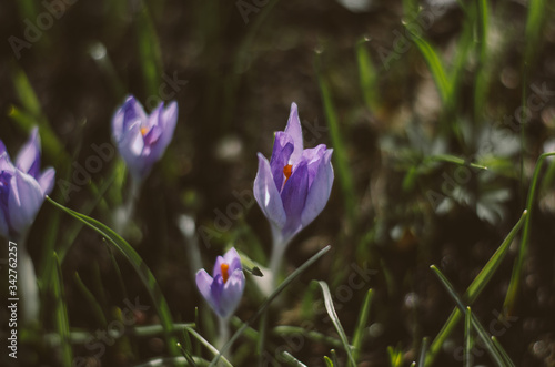 Spring awakening background banner panorama with flowers - Blossoming purple or violet crocuses on a green meadow with space for text. Summer days in botanical garden.