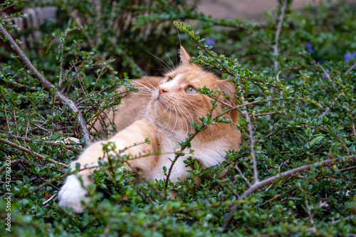 Predator in hiding. Domestic ginger cat hiding amongst shrubs waiting for pigeons