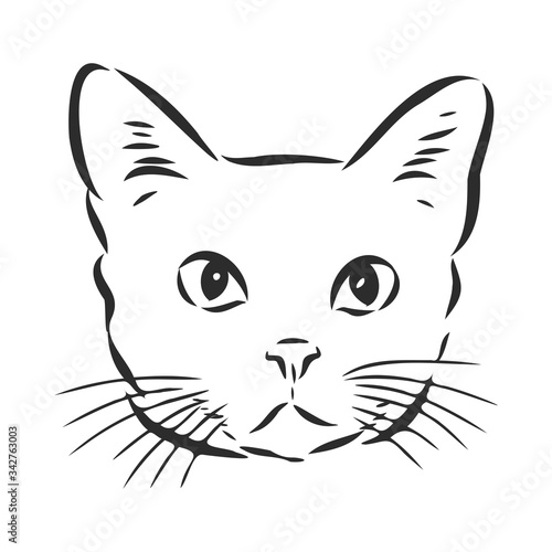 portrait of a cat, domestic cat, vector illustration of a sketch