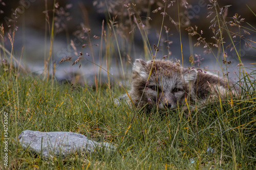 Polar fox captured in Hornstrandir iceland summer photo