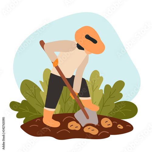 Farmer digs ripened potatoes from the soil. A man in a hat works with a shovel on the ground. Harvest outdoor vegetables. Agriculture seasonal work on field. Vector flat modern illustration.