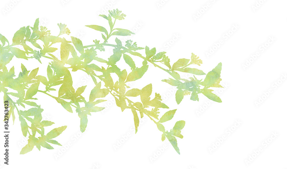 Beautiful branches. Hand painted decorative picture isolated on a white background. Watercolour image for creative design of cards, invitations, banners, websites, posters and other projects.