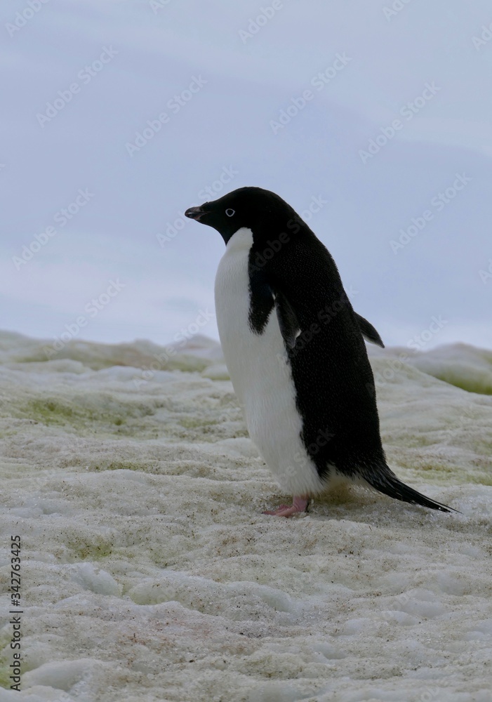 Fototapeta premium Adelie penguin in Antarctica standing on snow, closeup, at Stonington Islands