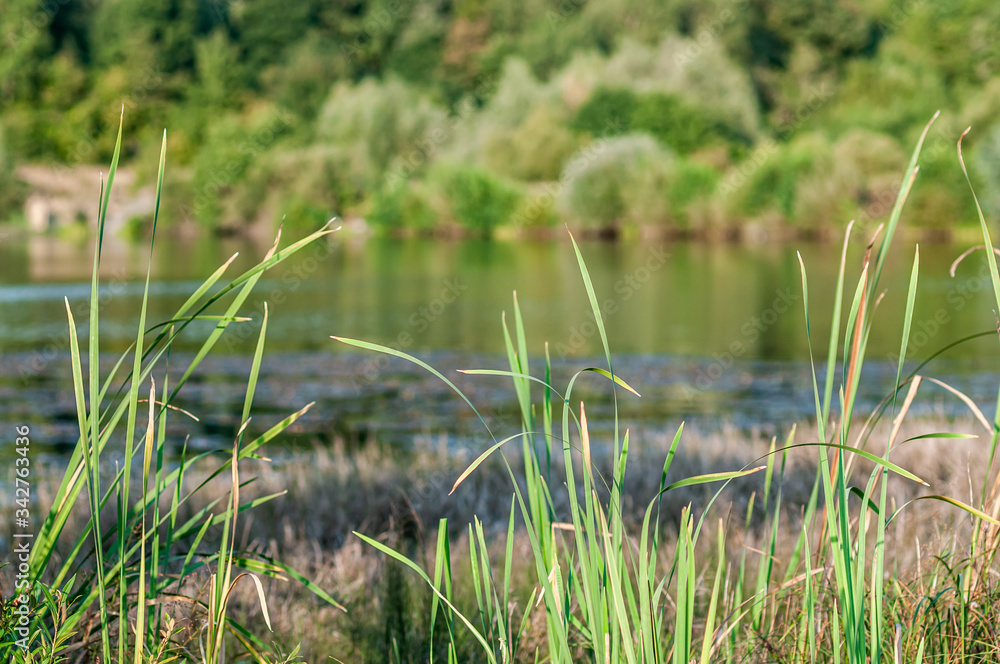 Obraz premium green grass by the lake