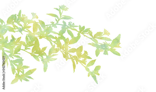 Beautiful branches. Hand painted decorative picture isolated on a white background. Watercolour image for creative design of cards  invitations  banners  websites  posters and other projects.