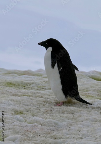 Adelie penguin in Antarctica standing on snow  closeup  at Stonington Islands