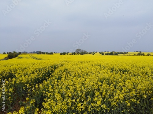 yellow rapeseed field in spring