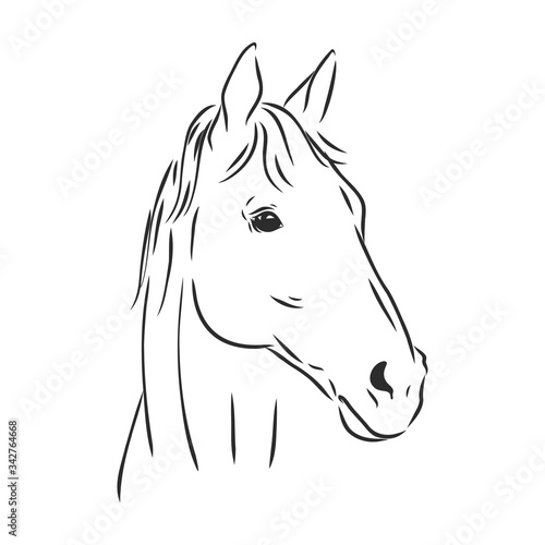 realistic horse portrait vector illustration, horse portrait, horse head, vector illustration