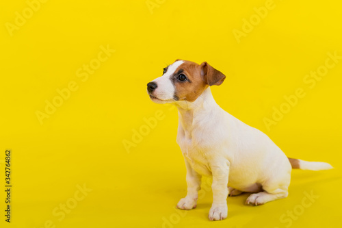 A puppy sits on a yellow background and looks up at the owner. A trained little dog performs a sit command. Purebred Shorthair Jack Russell Terrier. © Михаил Решетников