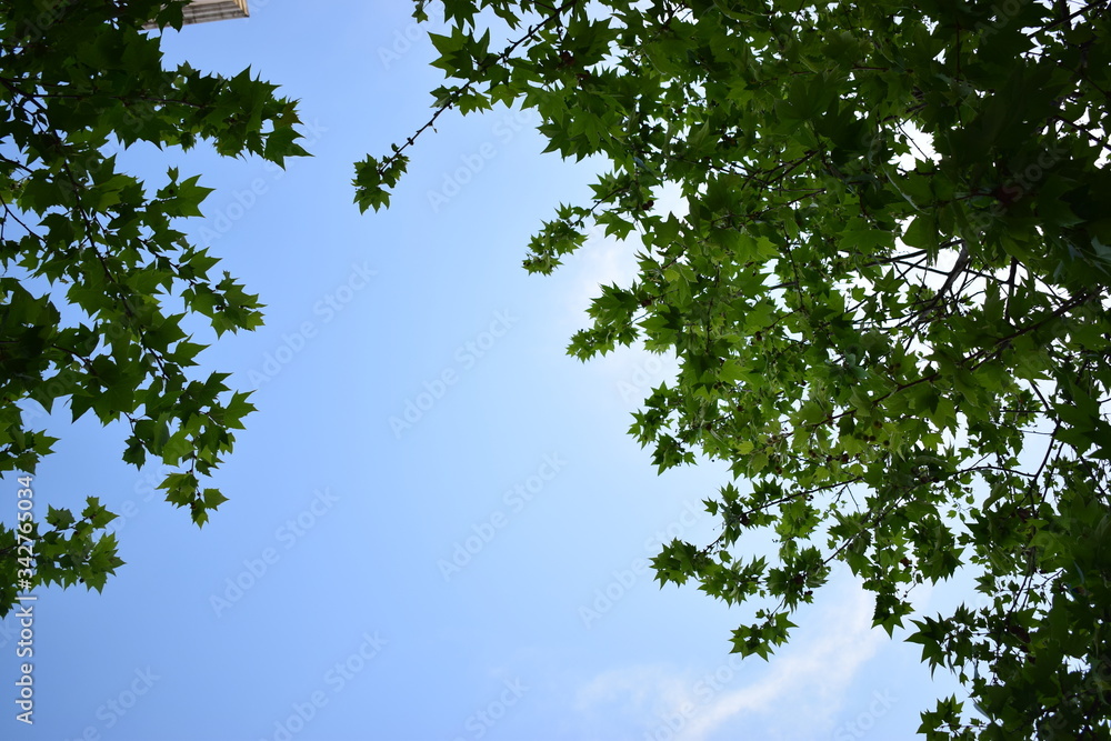 Obraz premium green leaf in the summer