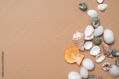 Different seashells on a ochre color background , the concept of holidays by the sea. © Alexander