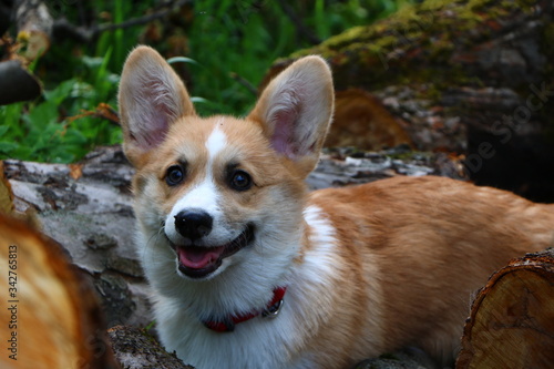 Purebred welsh corgi pembroke dog looking. close-up image. Cute puppy  family member. animal background