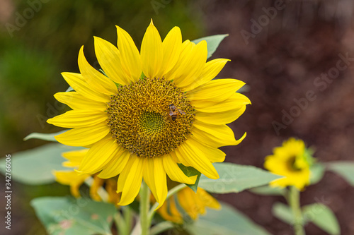 Close-up of sunflower are blooming in garden. Space for text