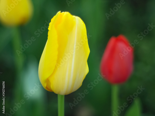 Beautiful Tulips in the Garden