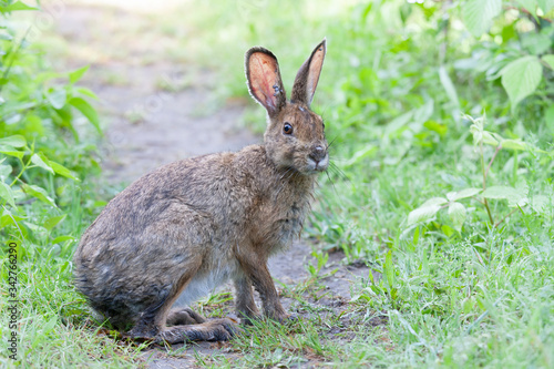 Rabbit covered in engorged black-legged ticks or deer ticks on an early summer morning in the grass in Ottawa, Canada