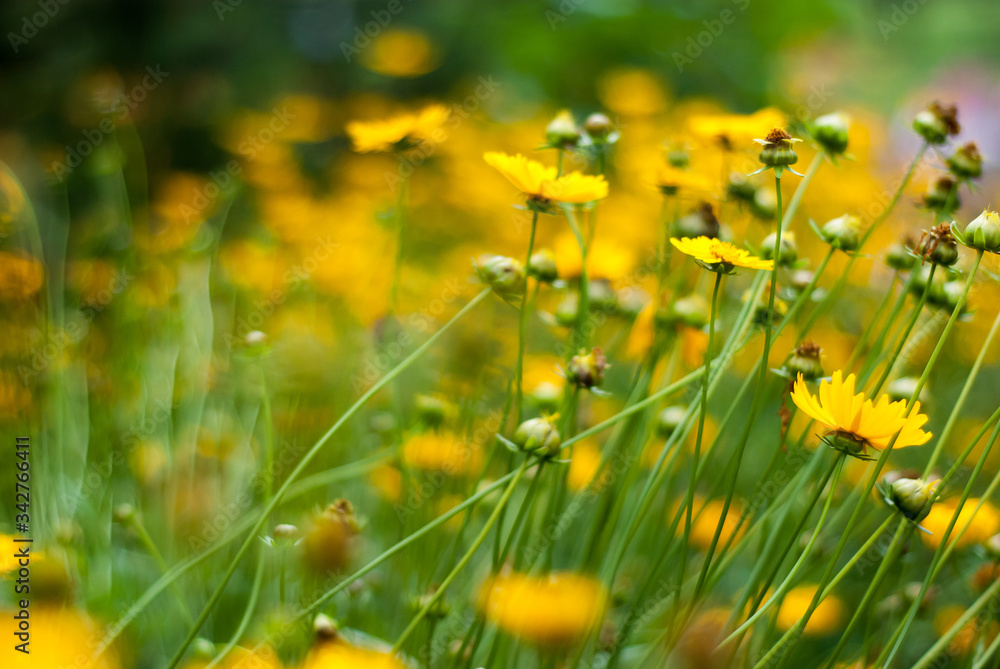 Obraz premium field of yellow flowers