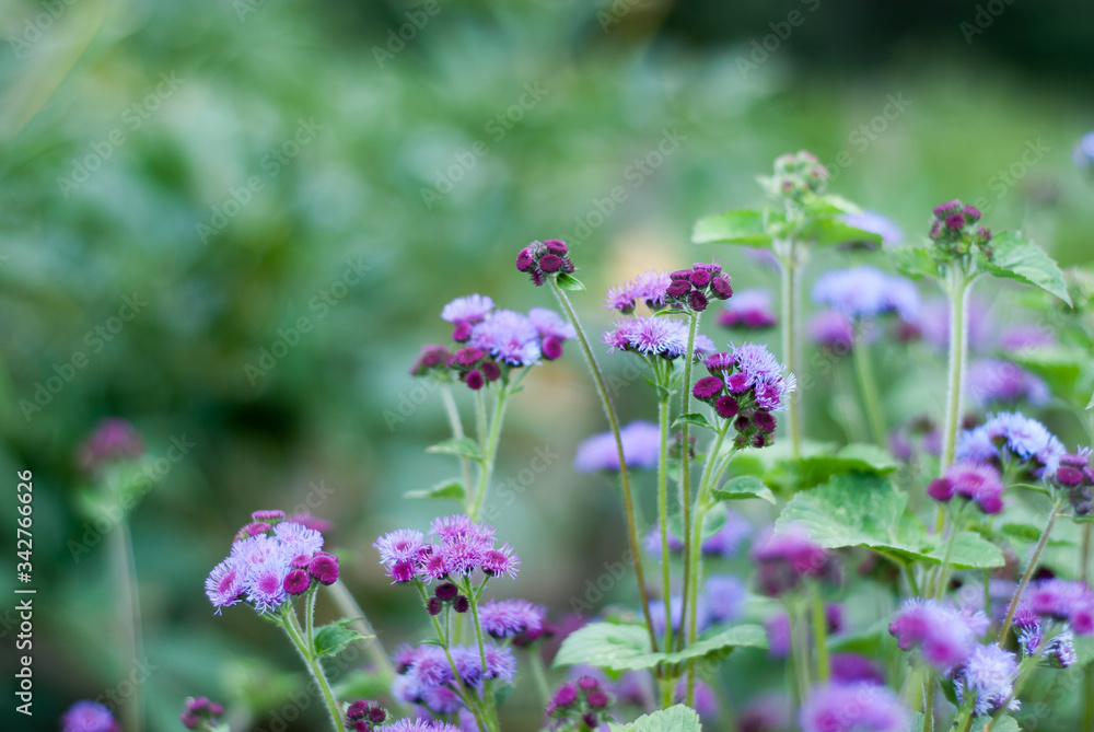purple flowers in the garden purple flowers in the garden