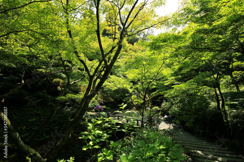 東福寺の青もみじ