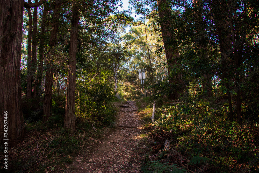 Obraz premium path in the forest
