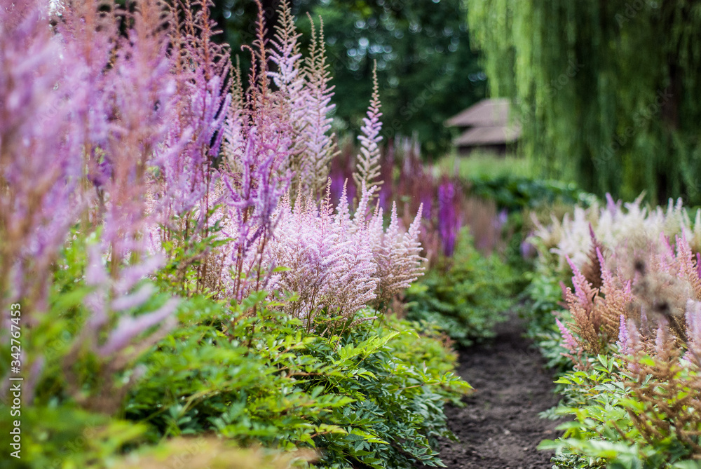Obraz premium purple flowers in the forest