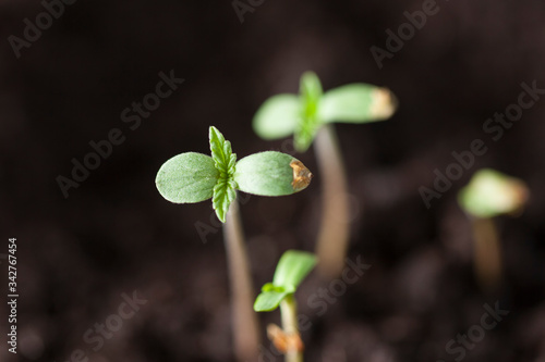 green leaves of cannabis young plant seedlings