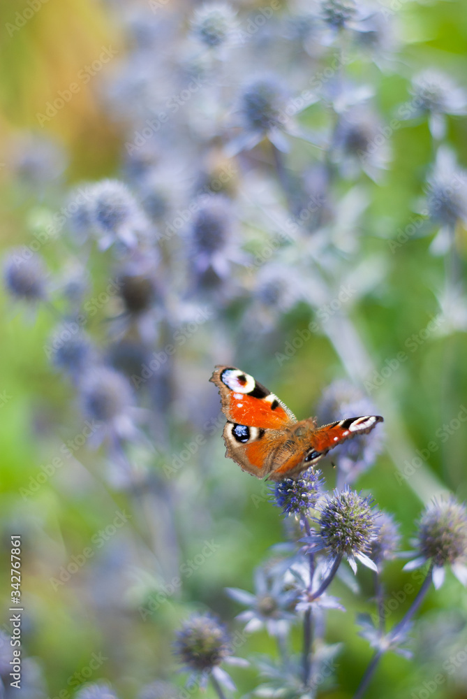 butterfly on flower butterfly on flower
