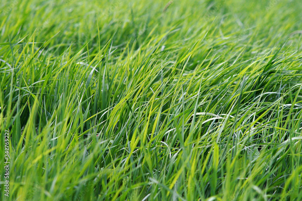 Obraz premium Green grass in the wind. Background grass tender green color.
