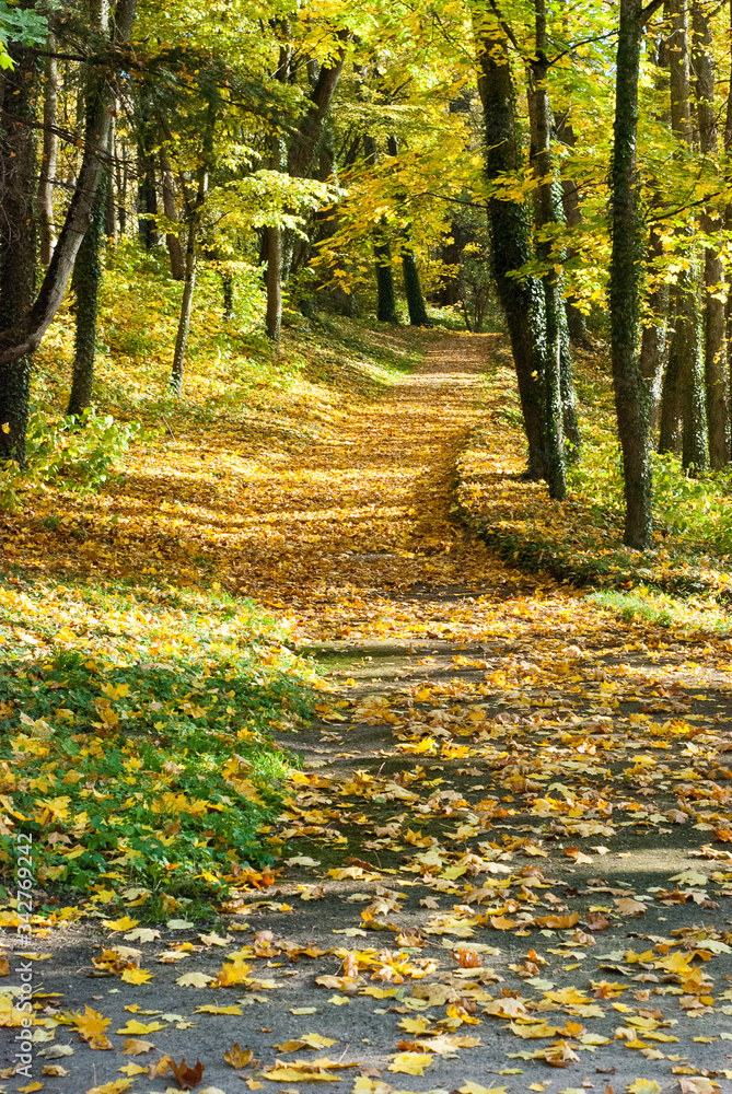 autumn in the forest autumn in the forest
