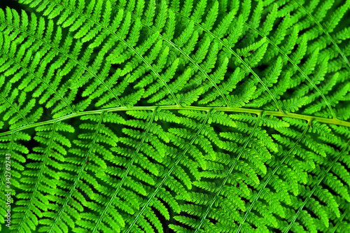 Forest fern close up. Fern leaf green bright. Background texture of fern leaf.