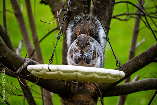 Canvas Print Squirrel In The Feeder