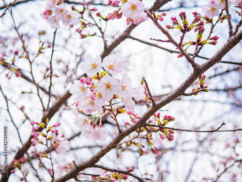 桜