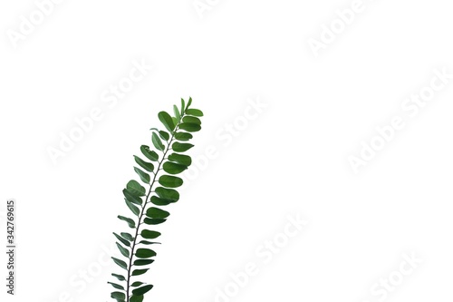 Tropical plant with leaves branches on white isolated background for green foliage backdrop and copy space 