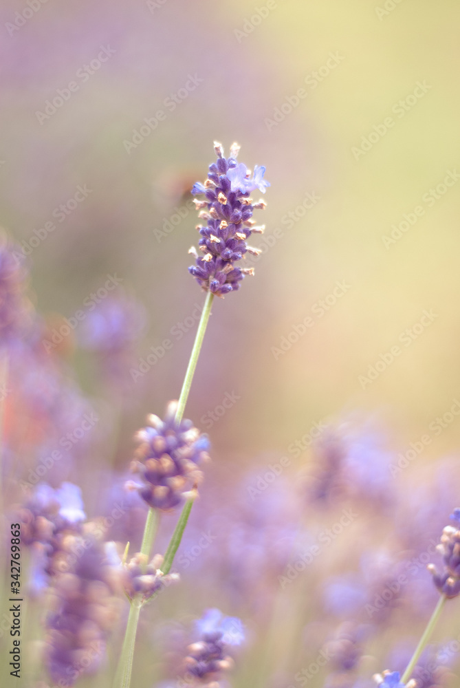 Naklejka premium lavender flowers in the garden