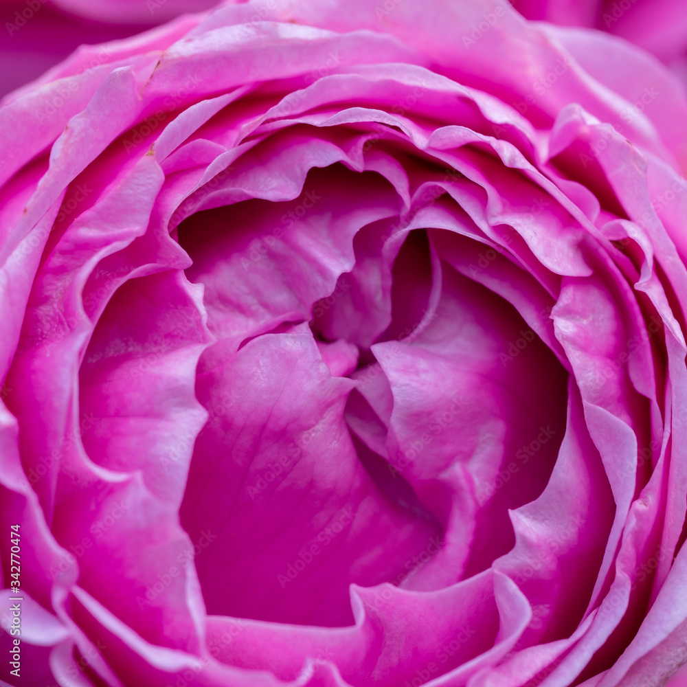 Obraz premium close-up of pink roses