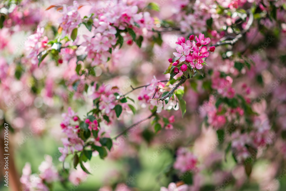 Blooming pink trees. Blooming pink trees.