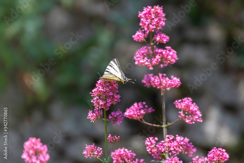 Iphiclides feisthamelii a beautiful butterfly photo