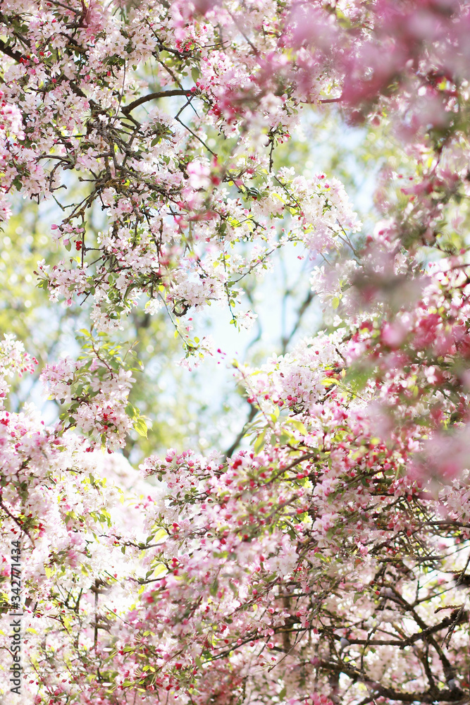 Red and rose flowering branches in springtime Red and rose flowering branches in springtime