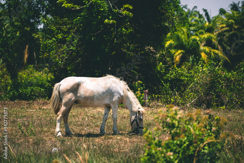 White horse eats grass on the lawn on a background of palm trees