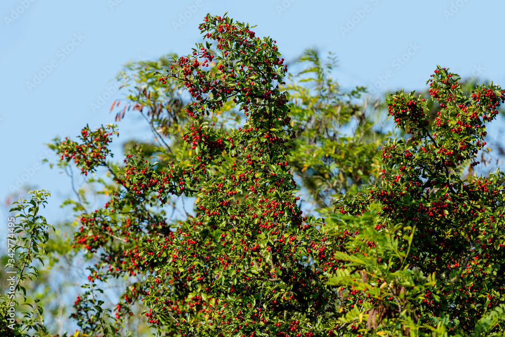 Ein wilder Weißdornstrach mit vielen roten Beeren.