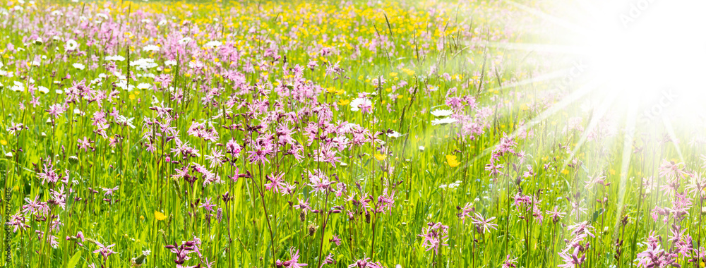 Fototapeta premium panoramic meadow with spring flowers and sunbeams