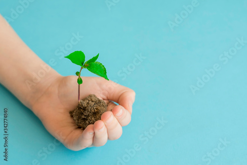 Ecology. Hands hold a sprout of seedlings on a blue background. Earth Day. Forest Conservation Concept
