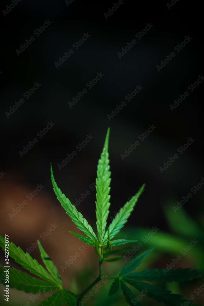 Marijuana leaves, Medical cannabis on dark background. Closeup and selective focus. Marijuana leaves, Medical cannabis on dark background. Closeup and selective focus.