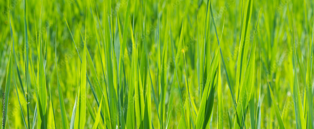 backround for copyspace with close-up of green grass backround for copyspace with close-up of green grass