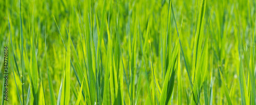 backround for copyspace with close-up of green grass